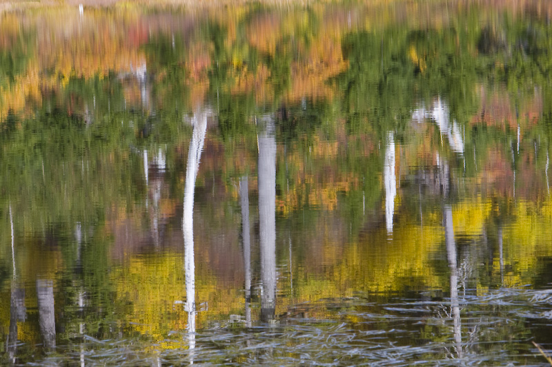 Fall Color Reflected in Picture Lake